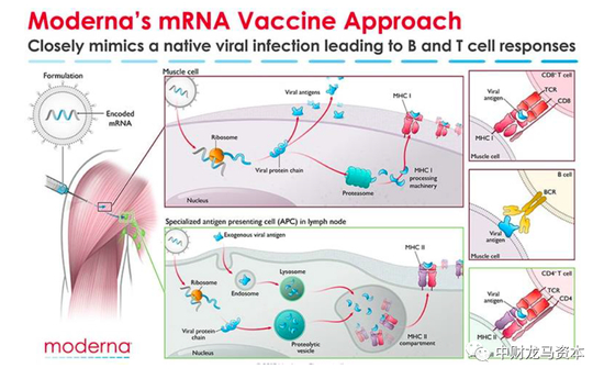 图表：Moderna mRNA-1273作用原理 |&nbsp;资料来源：Moderna，东兴证券