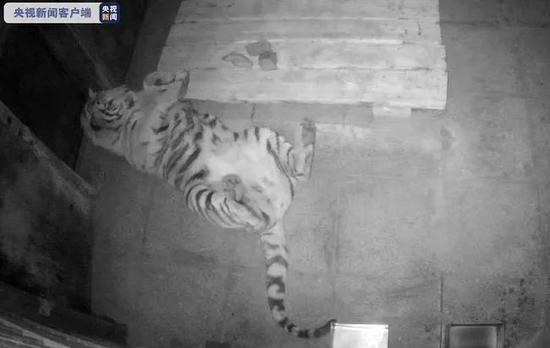 隔离中的完达山1号。图/视频截图