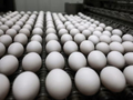 卡尔 - 梅恩食品转向高端鸡蛋业务，缓冲蛋价下跌冲击