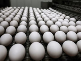 卡尔 - 梅恩食品转向高端鸡蛋业务，缓冲蛋价下跌冲击