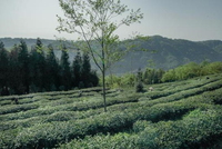 一个硬核的高山有机茶企业