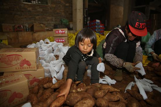 图说：通过拼多多平台，云南文山雪莲果成了消费者新宠
