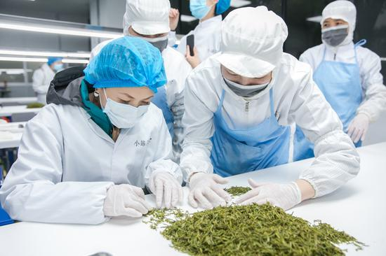 &nbsp;探秘团成员体验挑茶