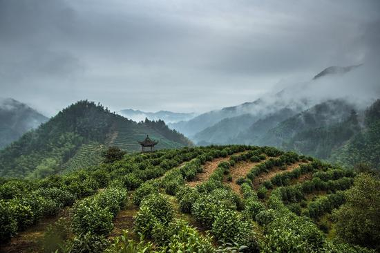 &nbsp;黄山山地丛栽茶园