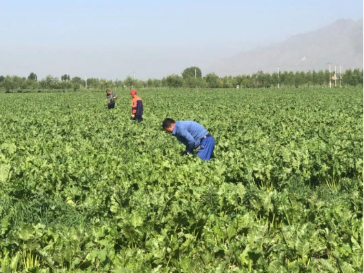 农人们正在甜菜地里劳作