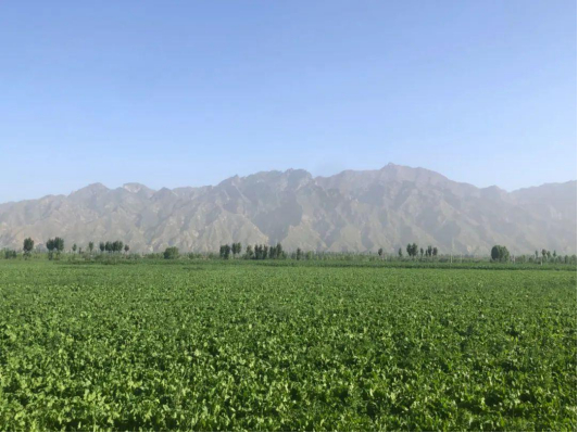 大青山脚下的甜菜地