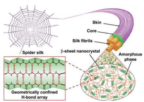 蜘蛛丝的组成结构&nbsp;图片来源：参考文献4