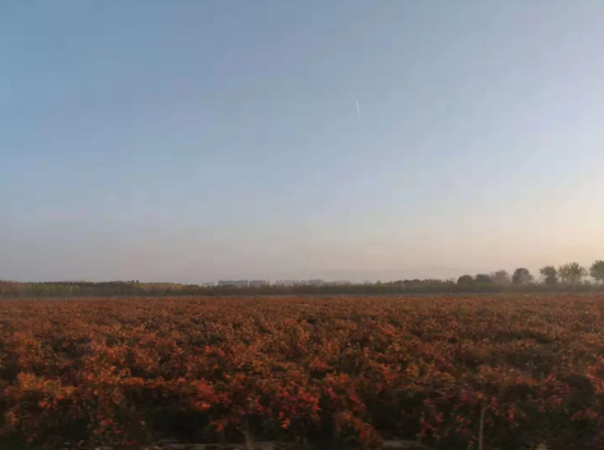 去往河津县的沿途有着大片麦田