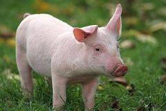生猪期货风险控制制度:严控风险 确保生猪期货平稳运行