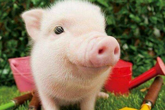 生猪期货交割业务系列介绍之四：生猪期货车板交割方式的交割流程