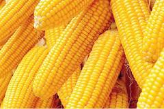 乌克兰为何被称为“欧洲粮仓”？玉米小麦出口占全球10%以上