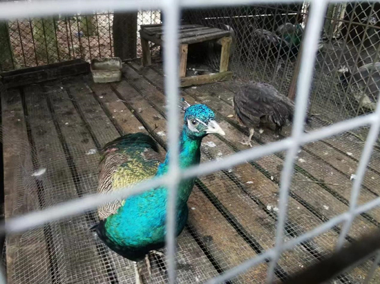  （寺庙门口养着鹦鹉、猴子等）