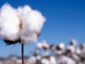 农产品：宏观风险未彻底消除，关注新棉种植情况