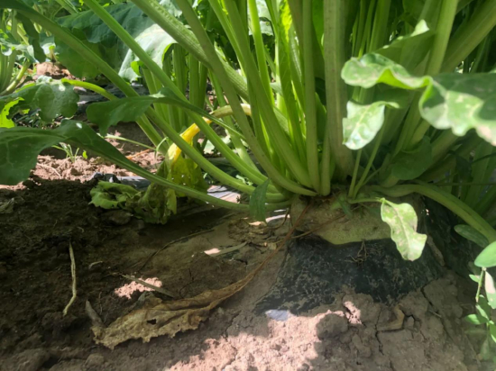 甜菜根初步长成