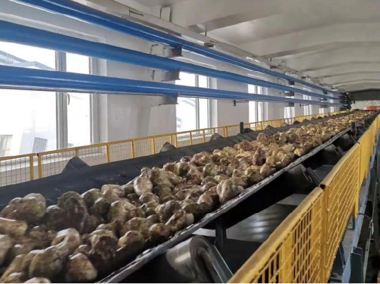 甜菜根预处理（前期调研图片）