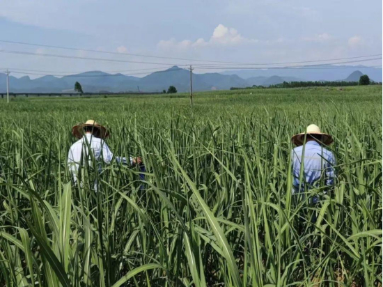 广西甘蔗种植