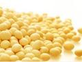 USDA报告整体利空 制约美豆价格涨幅