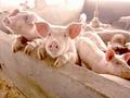 5月大涨近20% 生猪市场情况有变？