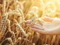美国农业部可能在供需报告里进一步调高小麦单产以及产量预期
