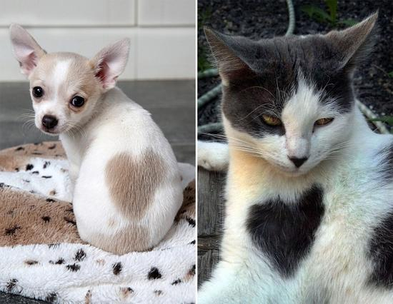 资料图片：狗和猫身上的心形皮毛。
