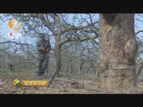 谢元涛的心情异常复杂，他害怕苹果丰收之后价格还像现在一样卖不上价，辛辛苦苦又白忙活一年。