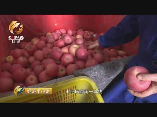 　　分拣出来的残次果，收购商还要再挑选一遍，那些碰伤、刮伤很容易腐烂的放在一起，稍微好一些的放在一起，一斤要赔五块多钱。