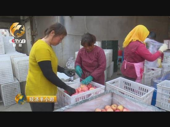 　　这里的果农大都委托冷库销售，一有客户看上了自家苹果，冷库老板就会给果农打电话，卖与不卖由果农做决定。