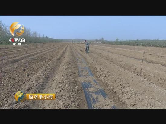 去年冬天谢元涛把这里的苹果树全部砍掉，翻耕了土地，十几天前刚栽种上小苹果树。