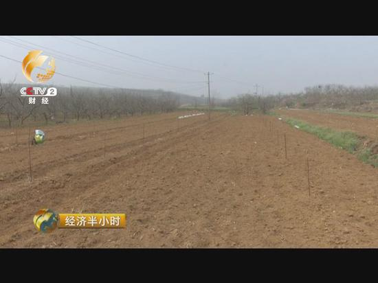 跟过去的老苹果树相比，现在的苹果苗间距要大得多，种植密度明显要小于老的苹果树。