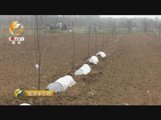 这些小苹果树挂果还得三年时间，为了能够赚取一点收入，他准备在小树中间种一些经济作物。