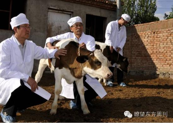 世界首例转基因“低乳糖奶牛”在内蒙古农业大学诞生