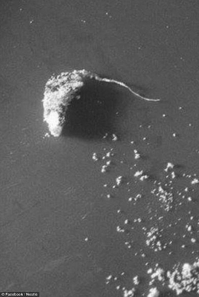 奶粉中发现的类似老鼠物质