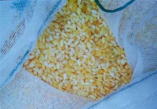 转基因黄金大米。 视觉中国 资料图