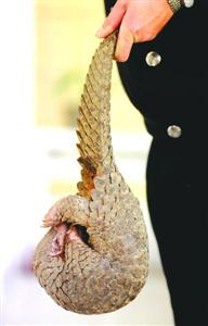 这是在饭店被查获的幸存穿山甲