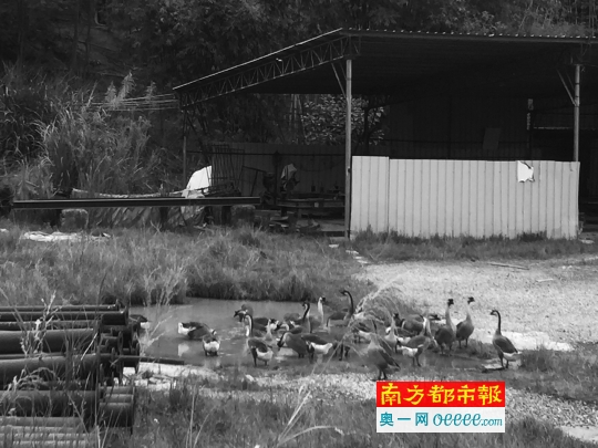 在流杯坳隧道停工工地，有人养起家禽。