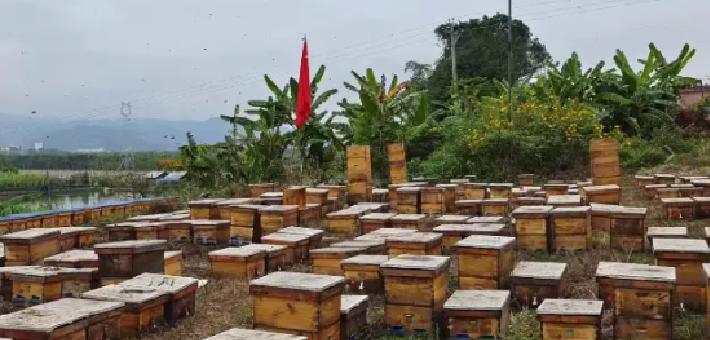重生的TA | 死磕国际标准的“蜂二代”：局势再变，我已不恐惧！