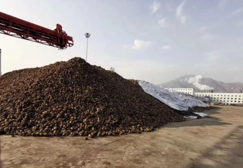 甜菜根堆放场（前期调研图片）