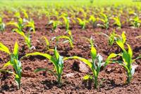 快讯：农业种植板块午后异动拉升 敦煌种业涨7%