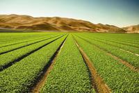 快讯：农业种植板块异动拉升 新农开发涨超7%
