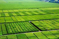 快讯：农业种植板块异动拉升 金健米业近乎"地天板"