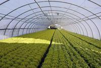 快讯：农业种植板块快速拉升 新农开发涨停