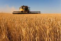 快讯：农业种植板块快速走强 神农科技涨16%