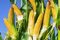 需求大增带来巨大供给缺口 玉米价格创近四年新高(附股)