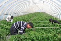 快讯：农业种植板块异动拉升 众兴菌业涨超6%