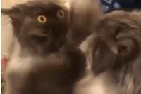 GIF|对自己的样子极不满意