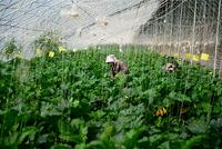 农业全产业链标准化试点陆续启动 农村产业转型升级步伐加快