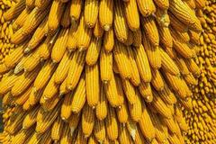 玉米、鸡蛋的“金色剧本”：饲料养殖产业寻求期货期权赋能