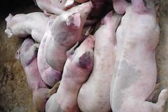 佛山南海合谊肉联厂洗白病死猪 大量病死猪肉进市场