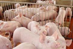 养殖企业存顾虑 “猪粮比”回归拉响双重警报