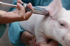 快讯：动物疫苗板块开盘走高 海正药业涨停封板